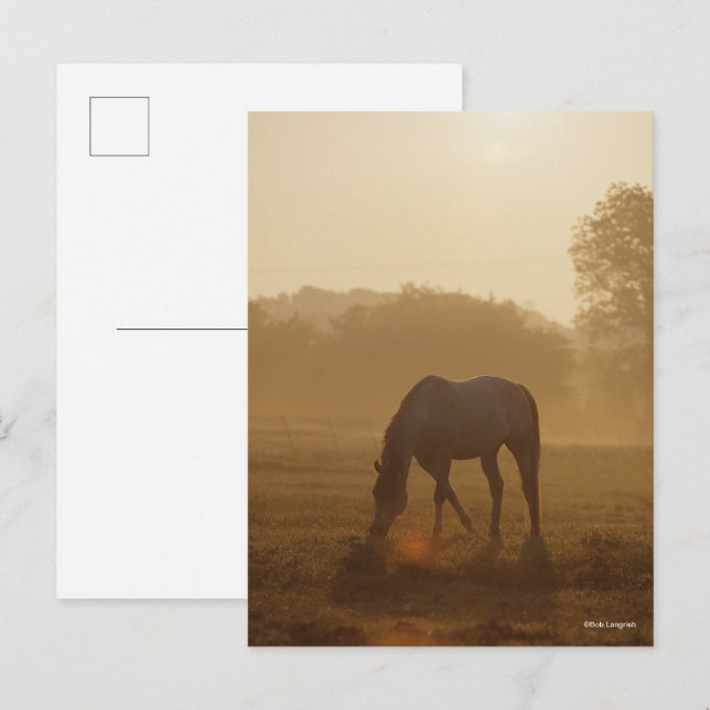 Bob Langrish | Arab Grazing At Sunset Postcard (Front/Back)