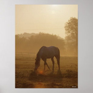 Bob Langrish   Arab Grazing At Sunset Poster