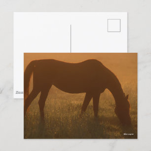 Bob Langrish Arab Grazing In The Mist Postcard