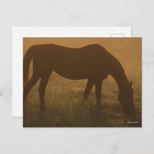 Bob Langrish | Arab Grazing In The Mist Postcard (Front/Back)