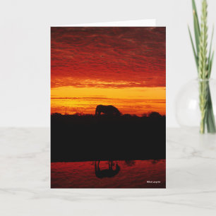 Bob Langrish   Arab Horse Grazing at Sunset Card