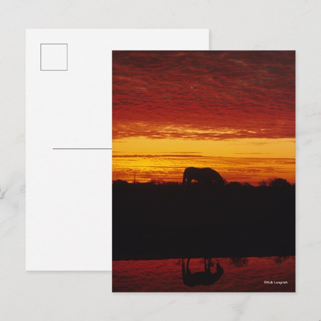 Bob Langrish | Arab Horse Grazing at Sunset Postcard (Front/Back)