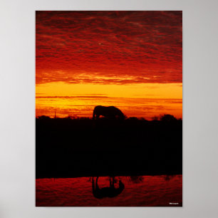 Bob Langrish Arab Horse Grazing at Sunset Poster