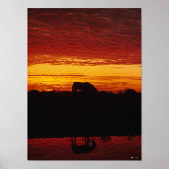 Bob Langrish | Arab Horse Grazing at Sunset Poster (Front)