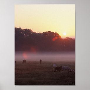 Bob Langrish   Arab Horses Grazing at Sunrise Poster