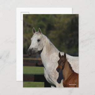 Bob Langrish   Arab Mare and Foal headshot Postcard