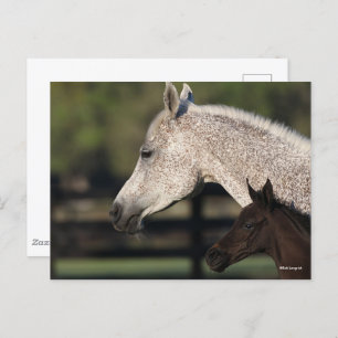 Bob Langrish   Arab Mare and Foal Headshot Postcard
