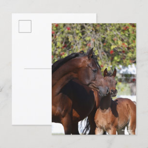 Bob Langrish Arab Mare and Foal Standing Postcard