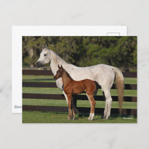Bob Langrish Arab Mare and Foal Standing Together Postcard