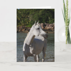 Bob Langrish Arab Mare Standing In Water Headshot Card