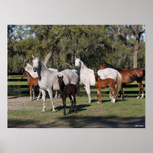 Bob Langrish Arab Mares and Foals Standing Poster