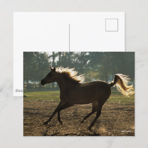 Bob Langrish   Arab Running Backlit Postcard