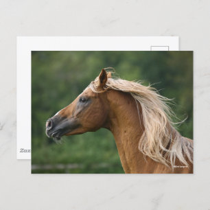 Bob Langrish   Arab Stallion headshot Mane Flowing Postcard