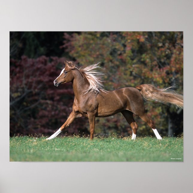 Bob Langrish | Arab Stallion Mane and Tail Flowing Poster (Front)