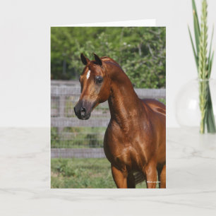 Bob Langrish   Arab Stallion Standing headshot Card