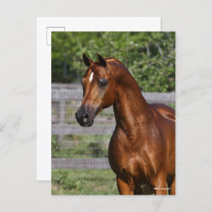 Bob Langrish   Arab Stallion Standing headshot Postcard