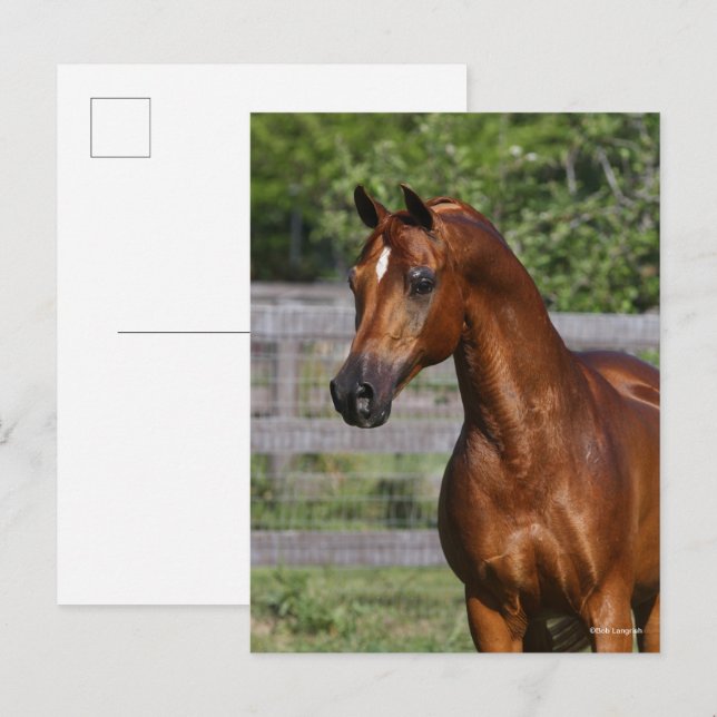 Bob Langrish | Arab Stallion Standing headshot Postcard (Front/Back)