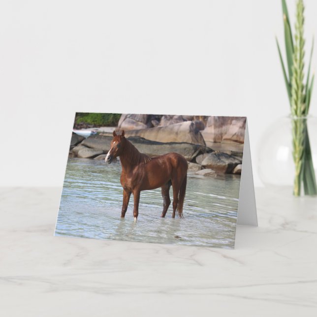 Bob Langrish | Arab Stallion Standing In Water Card (Front)