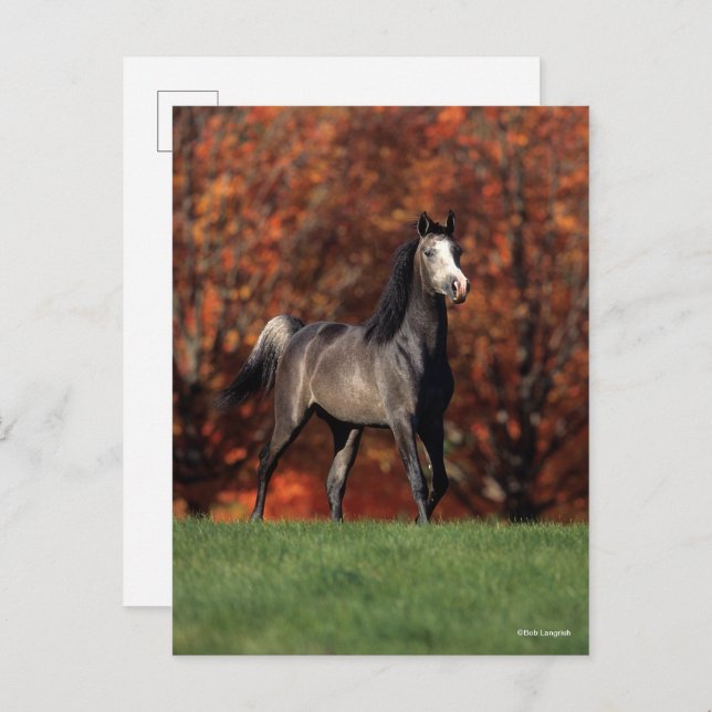 Bob Langrish | Arab Standing Autumn Background Postcard (Front/Back)