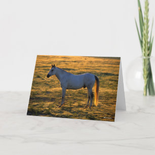 Bob Langrish   Arab Standing Backlit Card