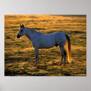 Bob Langrish Arab Standing Backlit Poster