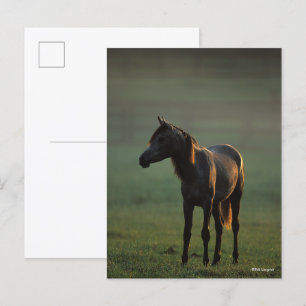 Bob Langrish   Arab Standing In Mist Backlit Postcard