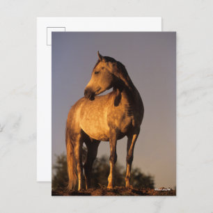 Bob Langrish   Arab Standing On Hill At Sunset Postcard