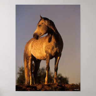 Bob Langrish   Arab Standing On Hill At Sunset Poster
