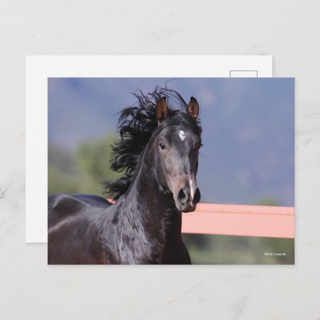 Bob Langrish | Back Andalucian Headshot Postcard (Front/Back)