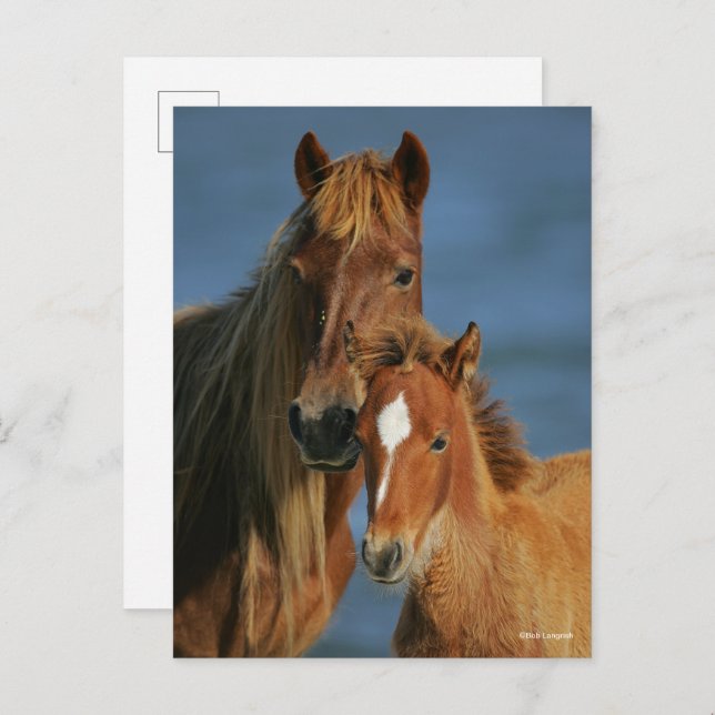 Bob Langrish | Baker Pony Mare and Foal headshot Postcard (Front/Back)