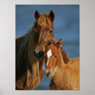 Bob Langrish Baker Pony Mare and Foal headshot Poster
