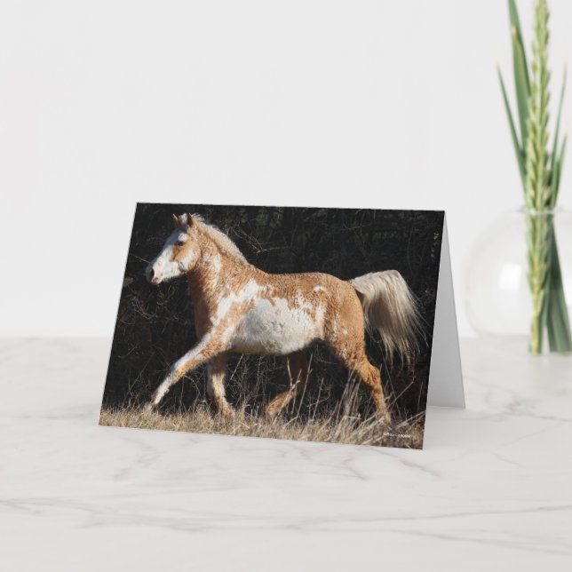 Bob Langrish Bashkir Curly Horse Stallion Walking Card (Front)