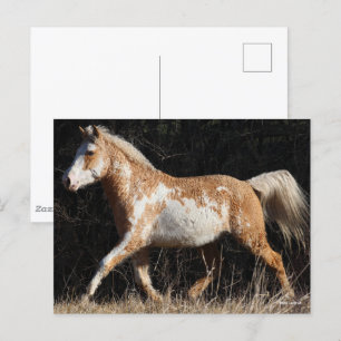 Bob Langrish Bashkir Curly Horse Stallion Walking Postcard