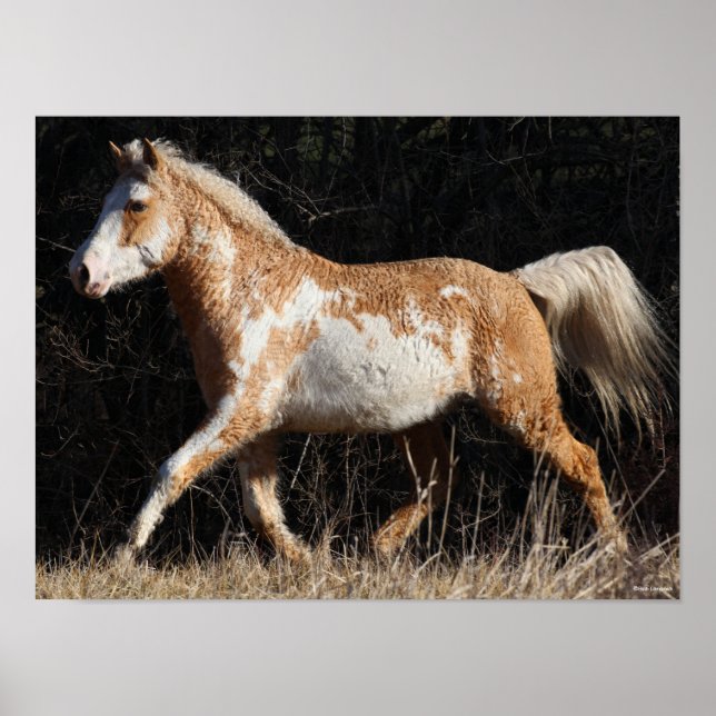 Bob Langrish Bashkir Curly Horse Stallion Walking Poster (Front)