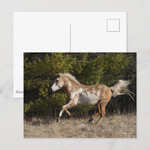 Bob Langrish   Bashkir Curly Stallion Running Postcard