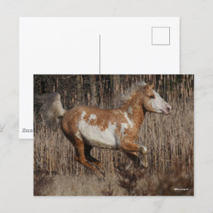 Bob Langrish   Bashkir Curly Stallion Running Postcard