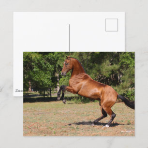 Bob Langrish Bay Akhal Teke Stallion Rearing Postcard