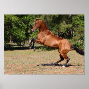 Bob Langrish   Bay Akhal Teke Stallion Rearing Poster