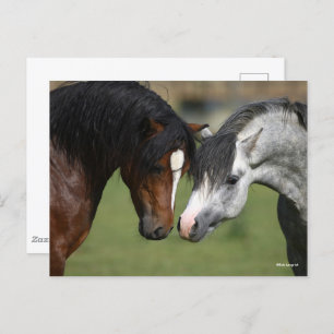 Bob Langrish   Bay and Grey Welsh Ponies Meeting Postcard