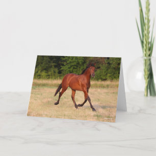 Bob Langrish   Bay Andalucian Colt In Field Card