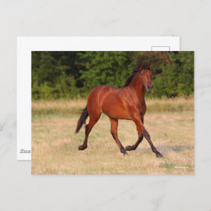 Bob Langrish Bay Andalucian Colt In Field Postcard