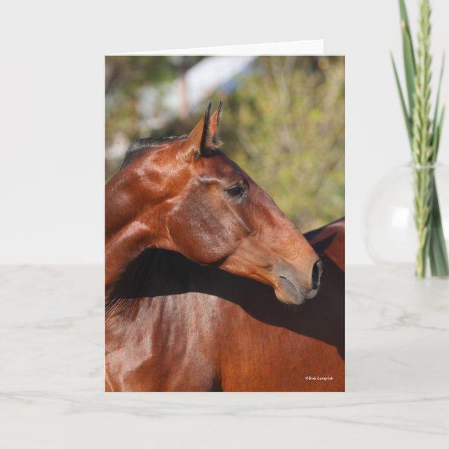 Bob Langrish | Bay Andalucian Headshot Card (Front)