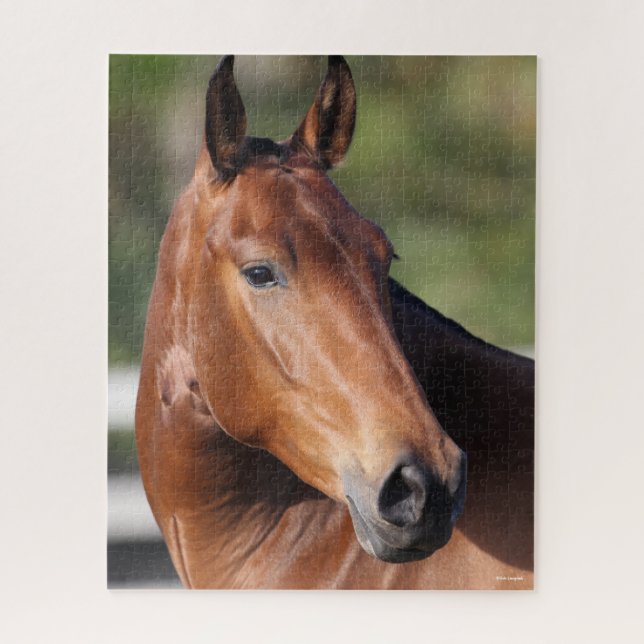 Bob Langrish | Bay Andalucian Headshot Jigsaw Puzzle (Vertical)