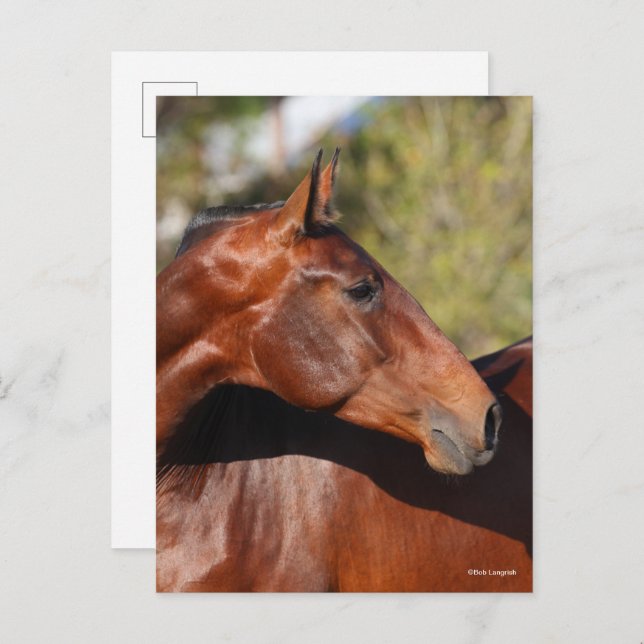 Bob Langrish | Bay Andalucian Headshot Postcard (Front/Back)