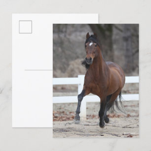Bob Langrish Bay Andalucian Stallion Running Postcard