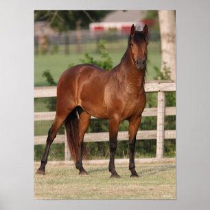 Bob Langrish Bay Andalucian Standing Poster