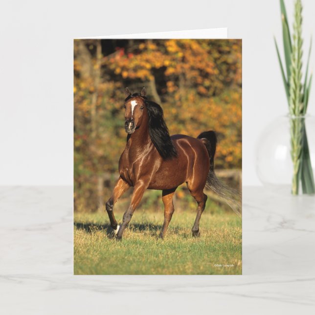 Bob Langrish | Bay Arab Autumnal Background Card (Front)