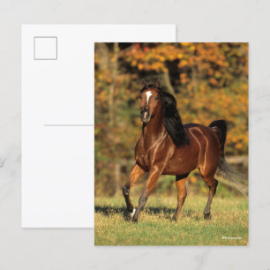 Bob Langrish Bay Arab Autumnal Background Postcard
