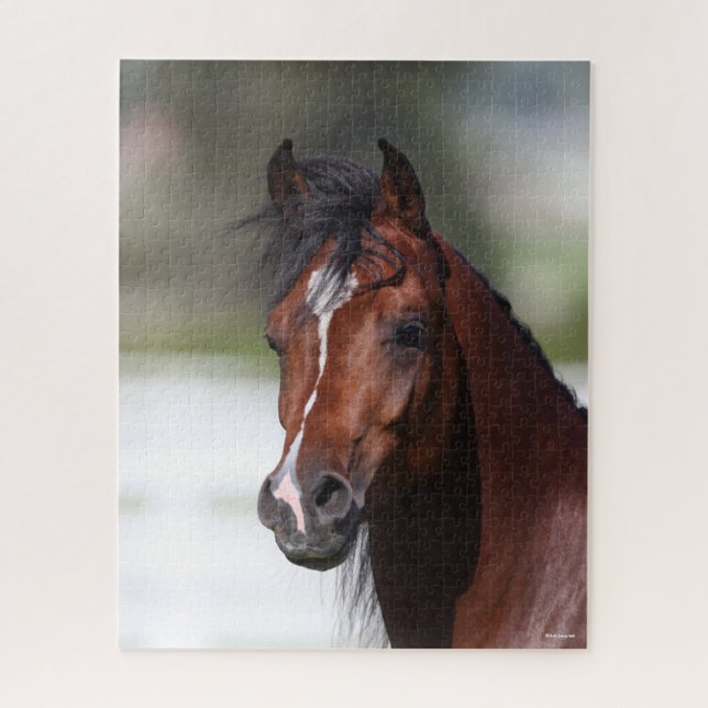 Bob Langrish | Bay Arab Colt Headshot Jigsaw Puzzle (Vertical)