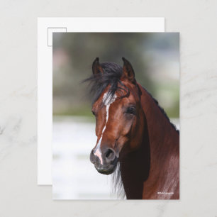 Bob Langrish   Bay Arab Colt Headshot Postcard